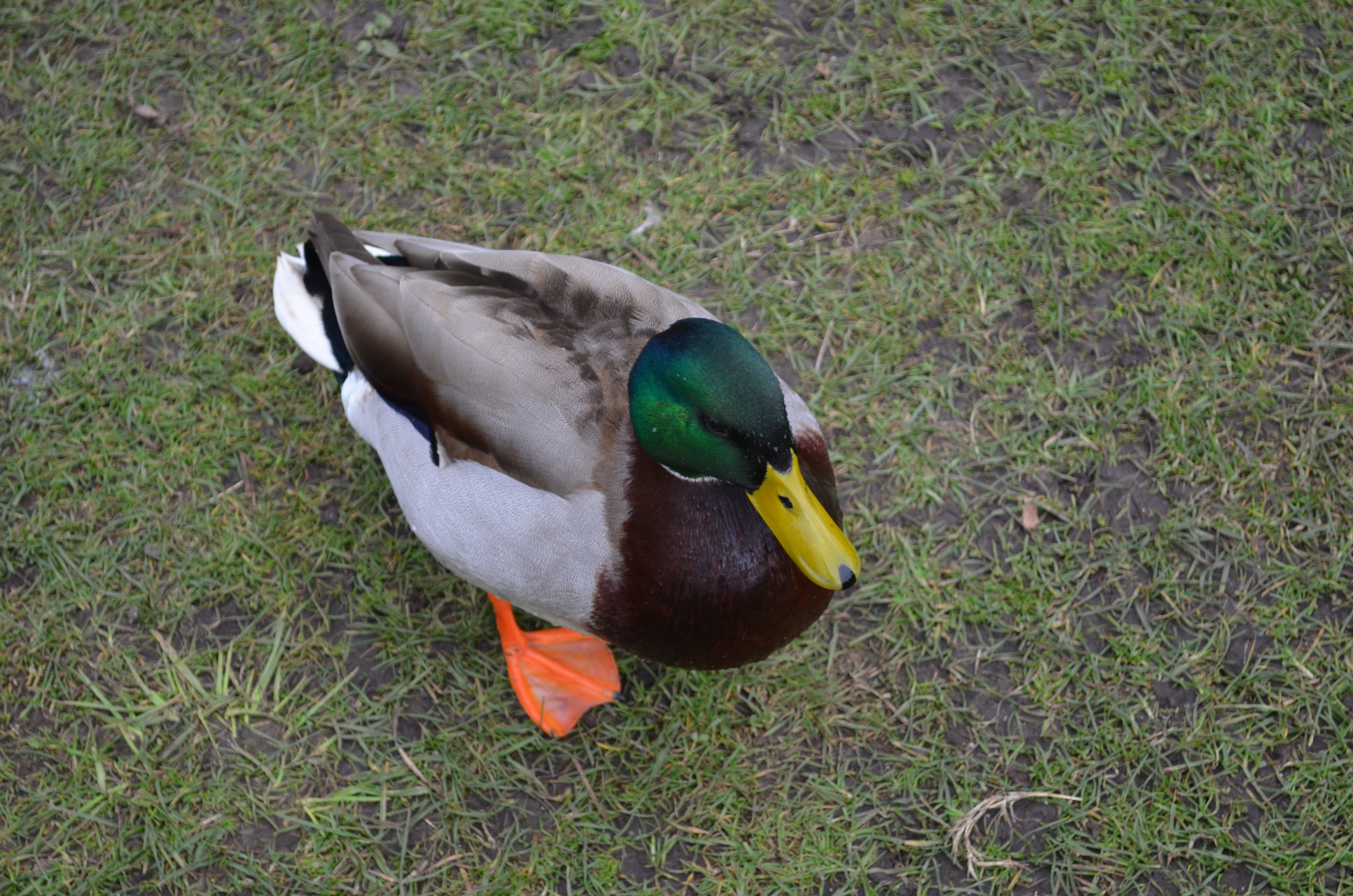 This male Mallard was pecking distance from my feet.  Look at those colours.  Stunning!