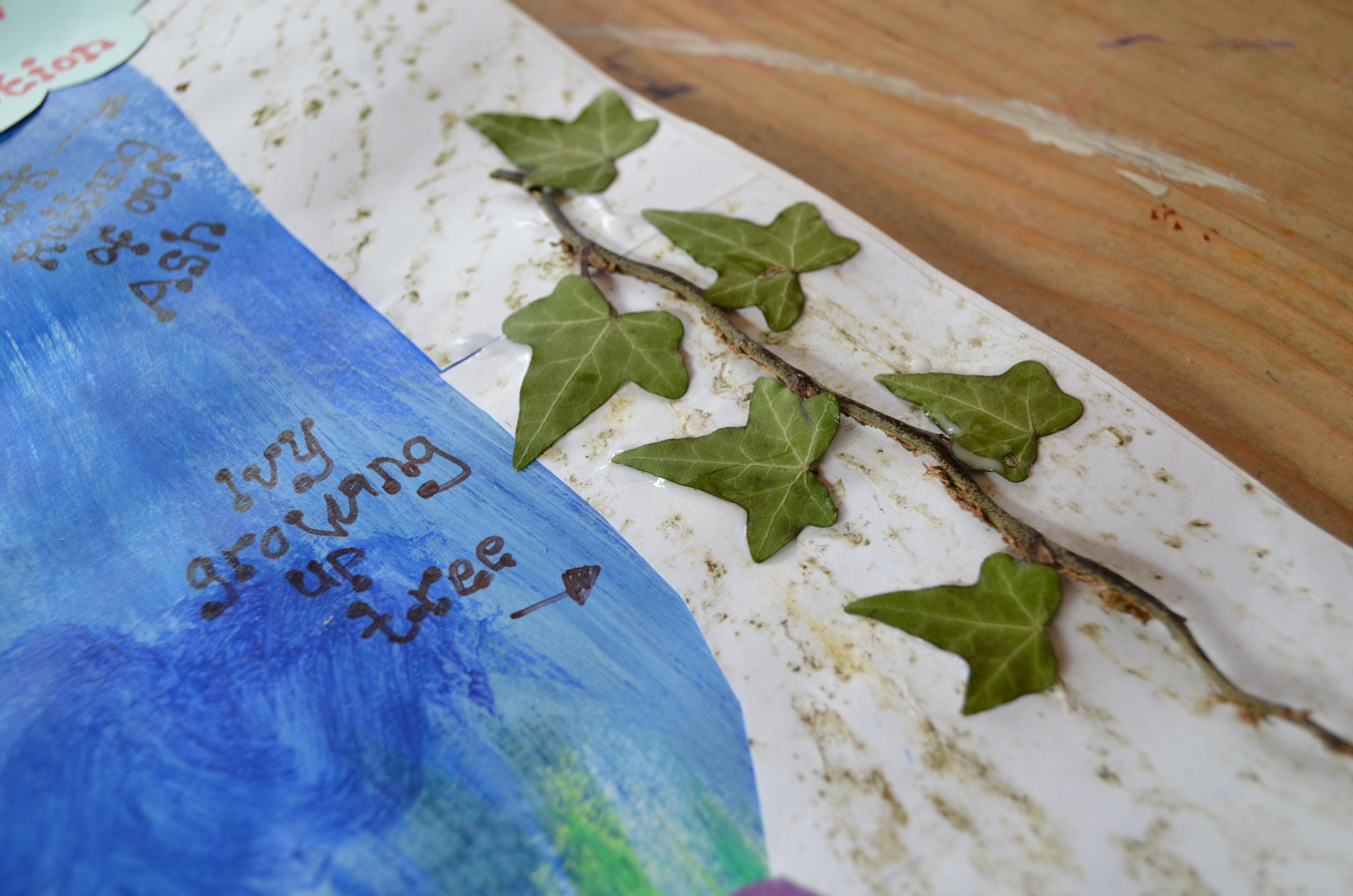 We collected up all the bark rubbings we had taken and cut them into the shape of our Ash tree.  We had dried and pressed the ivy we had collected from the bark of the actual tree and stuck it so it was climbing up the bark rubbing tree.  Clever, no?!