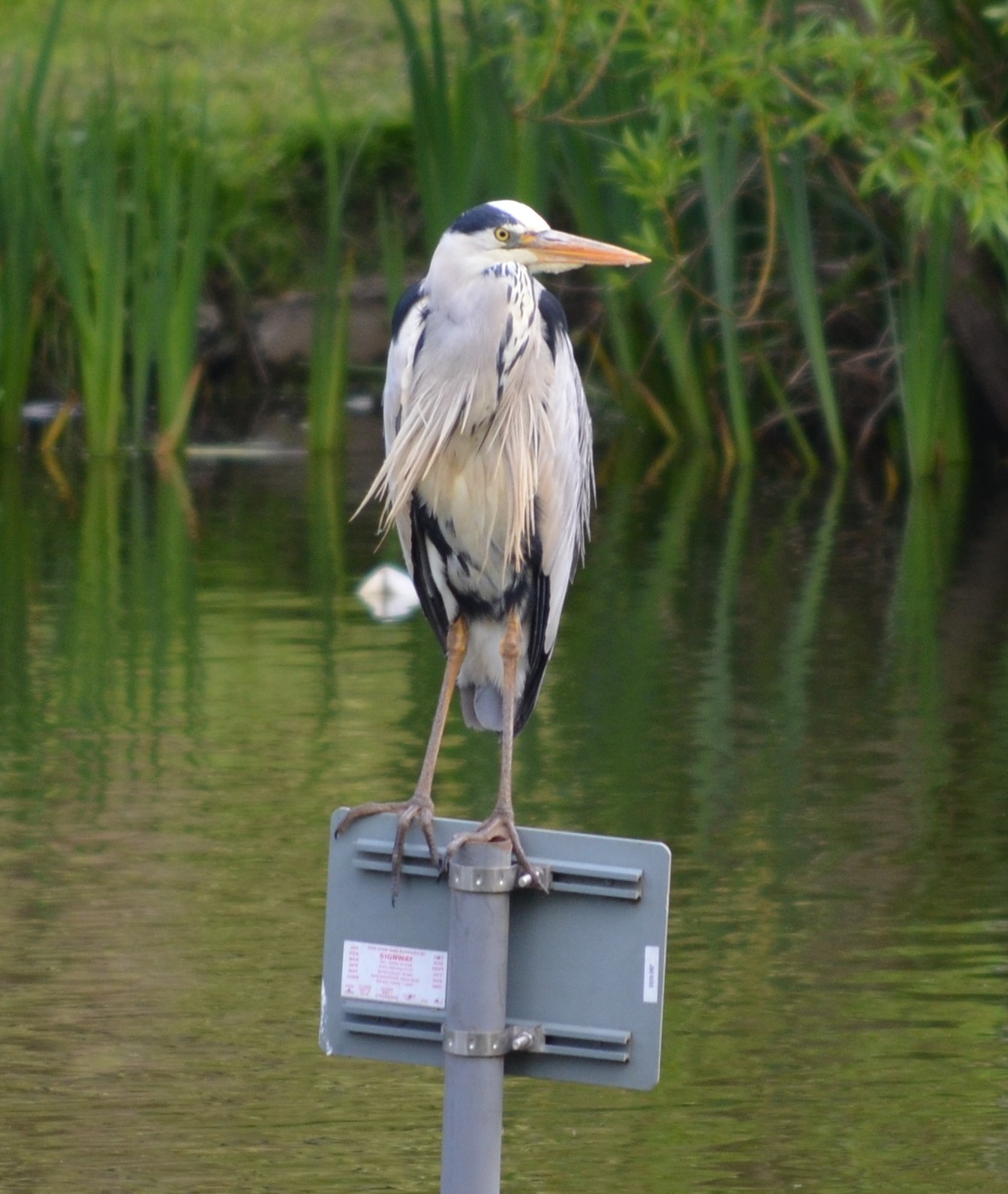 I think we had a new visitor.  This heron just didn't look like the one we have seen around the pond of late