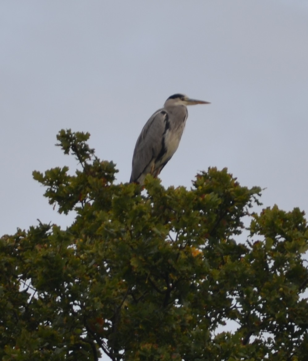 Our Heron!