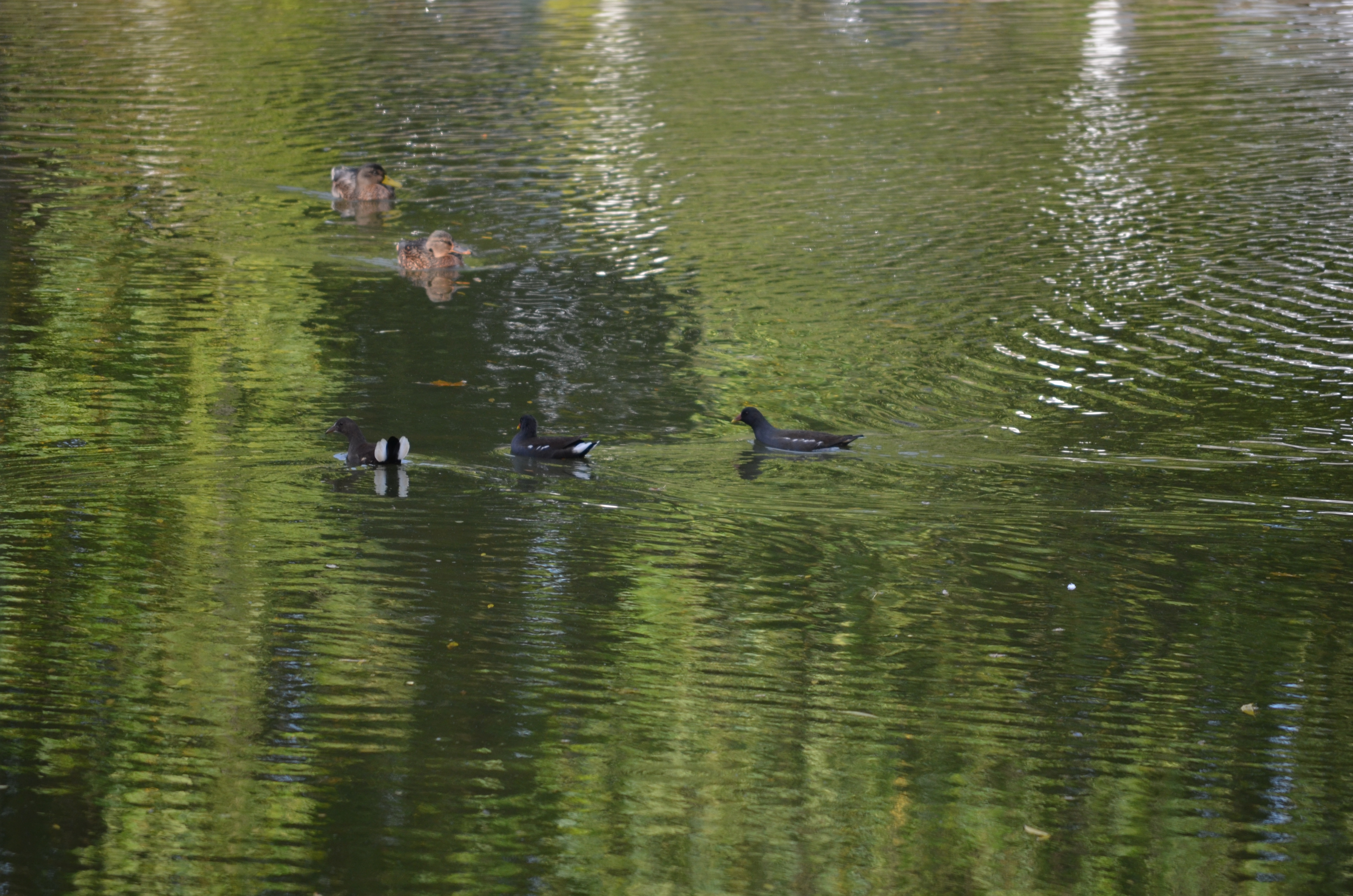 The young Moorhens without their parents, now fully independant.  Worryingly there was no sign of their parents or their two younger siblings.