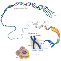 chromosomepicture