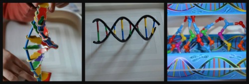 The three different DNA models together