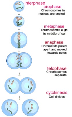 mitosis stages