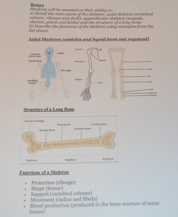 anatomy, physiology, bones 11