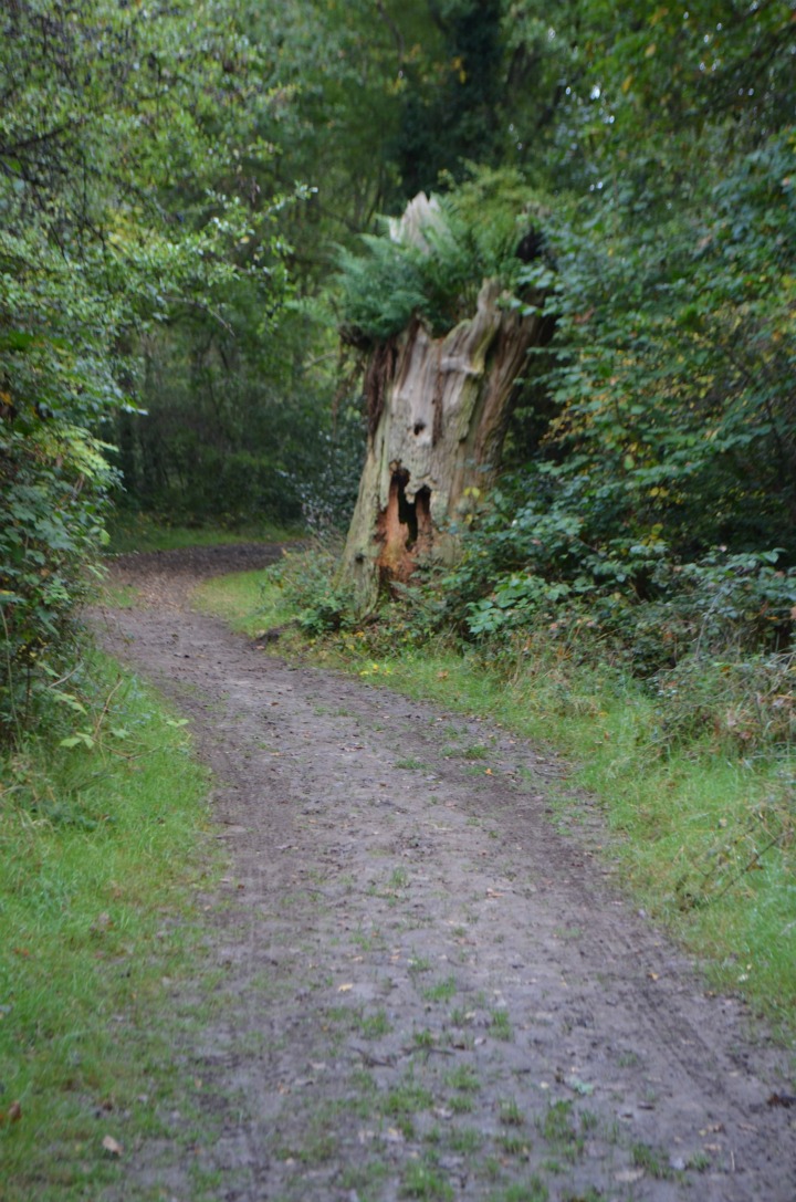 dead wood tree, nature study