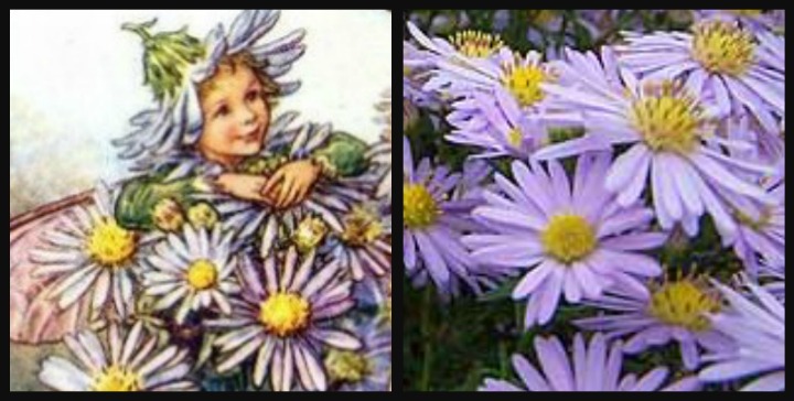 michaelmas daisy, nature study, flower fairy