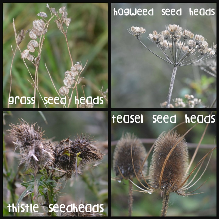 nature, study, seed heads
