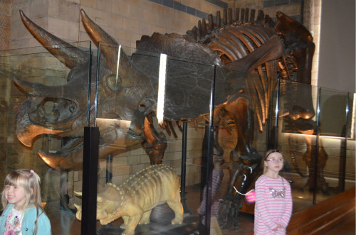 dinosaur unit study-triceratops-museum 4