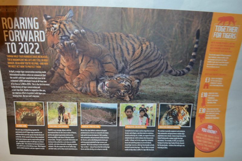 endangered-animals-tigers-6